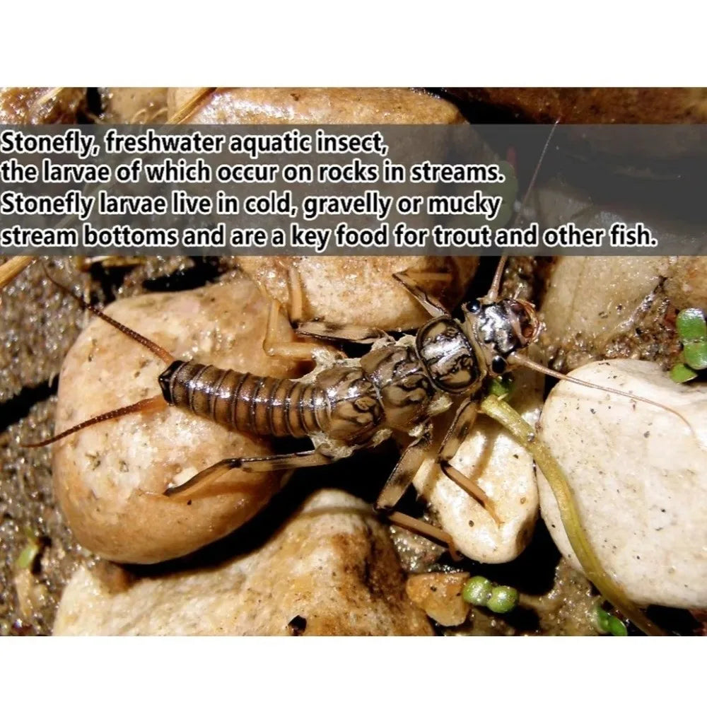 20pcs 2025 Soft Material Soft Stonefly Nymph Nymph Design Creek Fishing Trout Lure Fishing Bait Freshwater Fishing